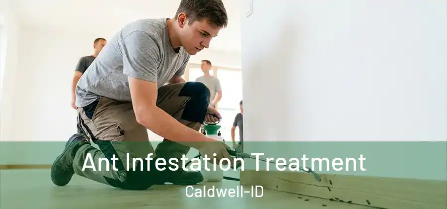  Ant Infestation Treatment Caldwell-ID