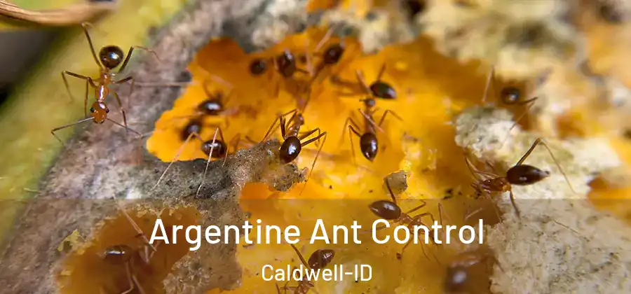  Argentine Ant Control Caldwell-ID