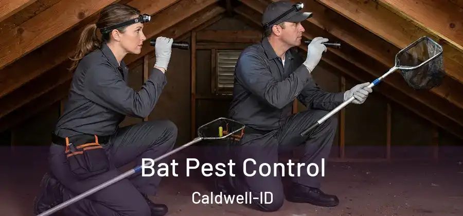  Bat Pest Control Caldwell-ID