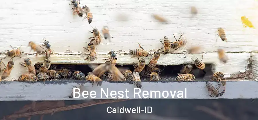  Bee Nest Removal Caldwell-ID