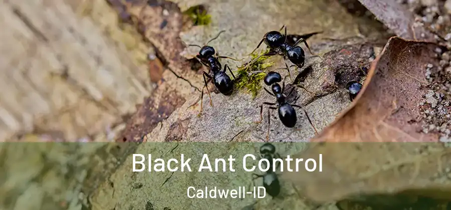  Black Ant Control Caldwell-ID