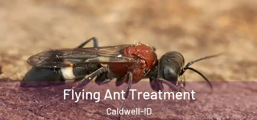  Flying Ant Treatment Caldwell-ID