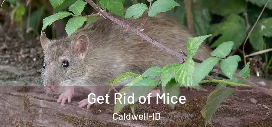  Get Rid of Mice Caldwell-ID