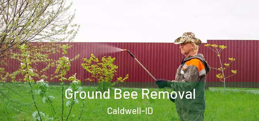  Ground Bee Removal Caldwell-ID