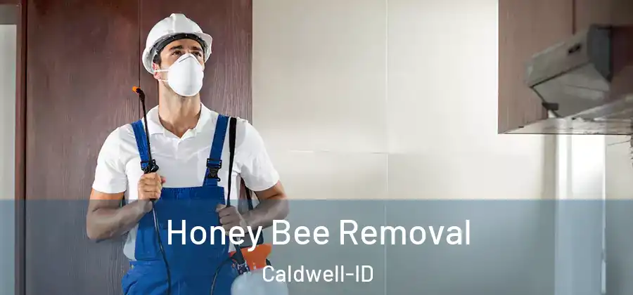  Honey Bee Removal Caldwell-ID