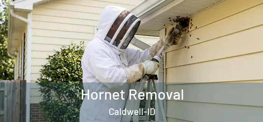  Hornet Removal Caldwell-ID