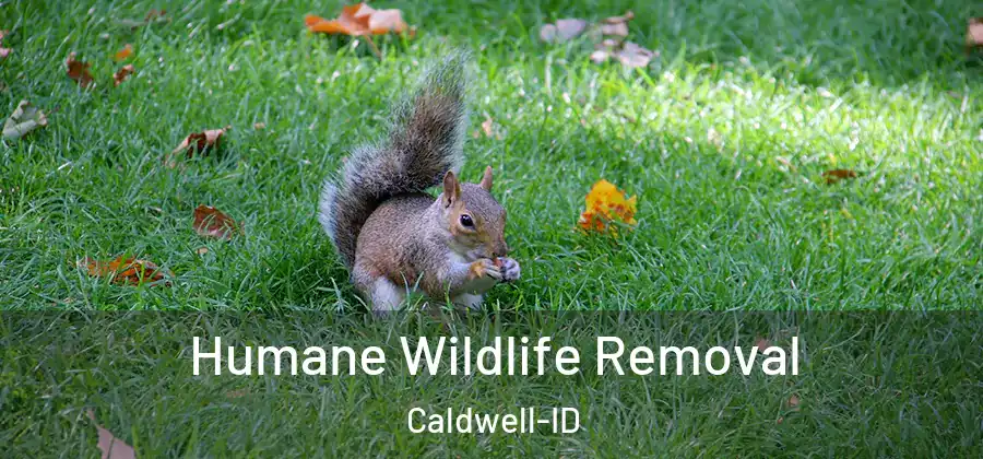  Humane Wildlife Removal Caldwell-ID
