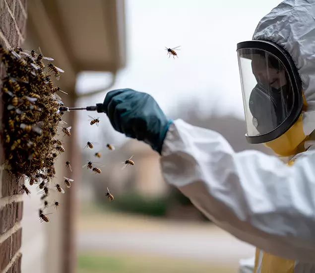 Your Bee Removal Company in Caldwell, ID