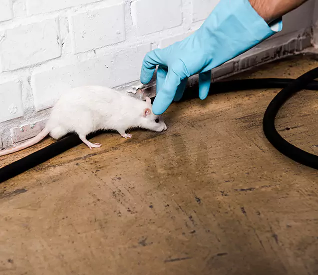 Your Pest Control Partner in Caldwell, ID