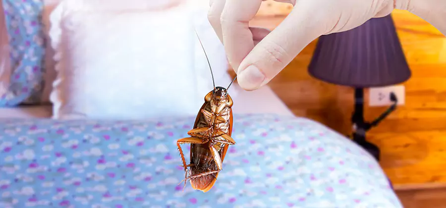 Fast Roach Elimination in Caldwell