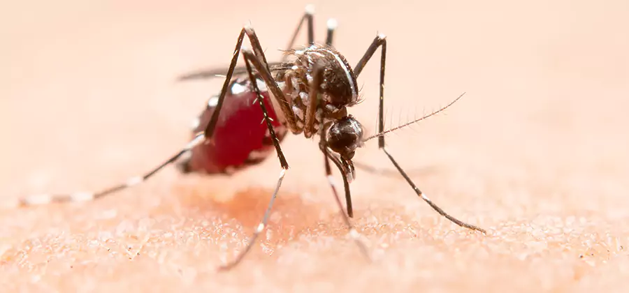 Pond Mosquito Control and Water Treatment in Caldwell