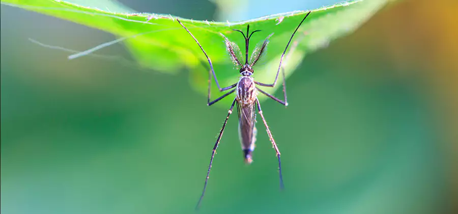 Home Defense Insect Killer in Caldwell