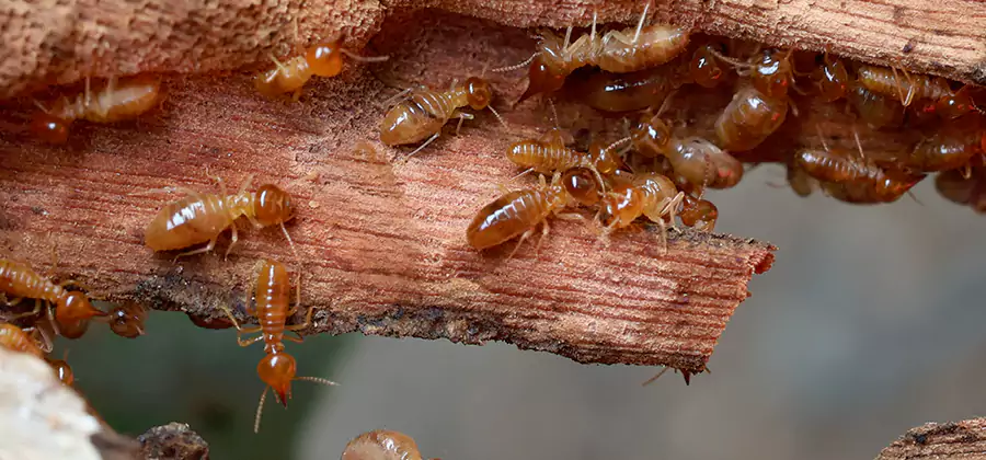 Termite Pest Management in Caldwell