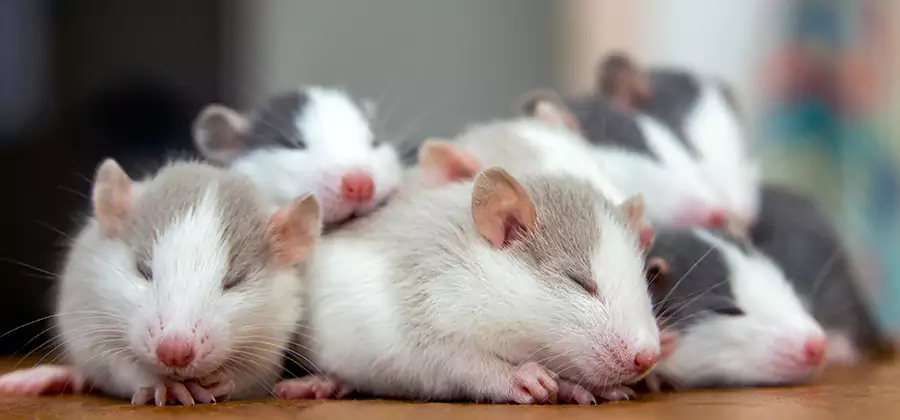 Rat Infestation Exclusion Service in Caldwell