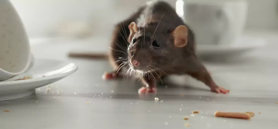 Attic Rat Exclusion Service in Caldwell