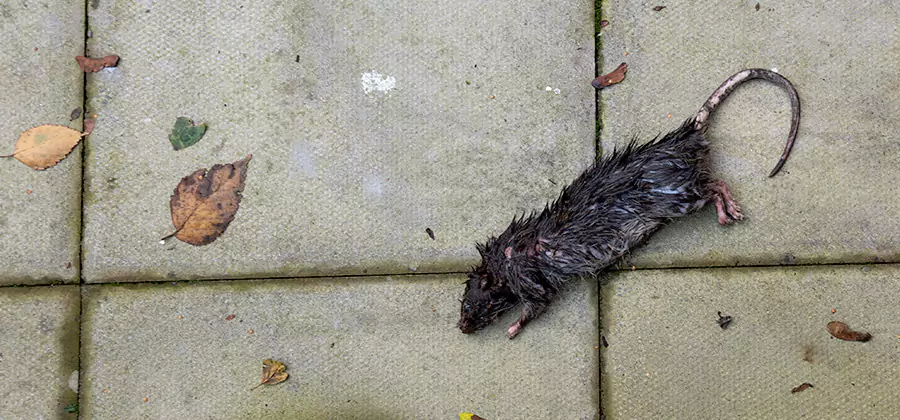 Rodent inspection service in Caldwell