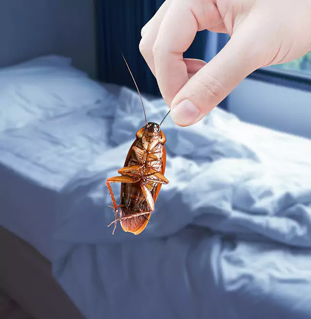 Why Choose Caldwell Pest Control Pro for Bed Bug Extermination in Caldwell, ID?