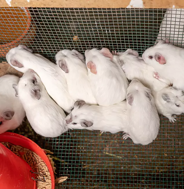 Why Choose Caldwell Pest Control Pro for Rat Infestation in Caldwell, ID?