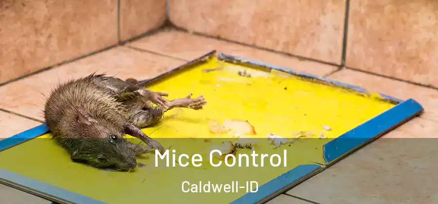Mice Control Caldwell-ID