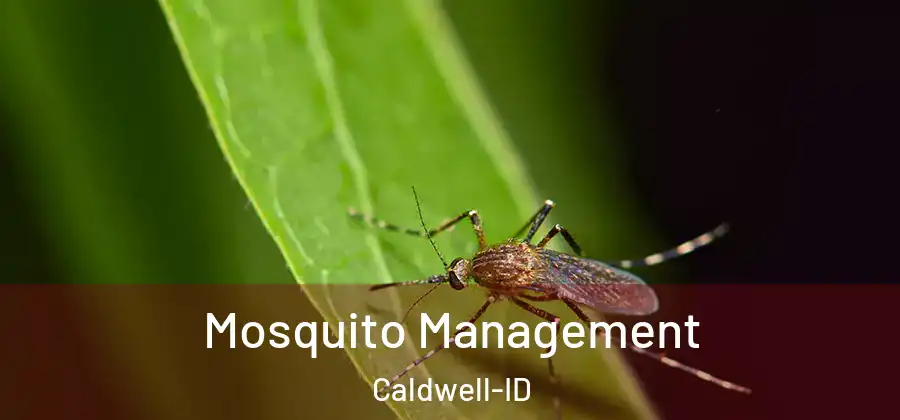  Mosquito Management Caldwell-ID