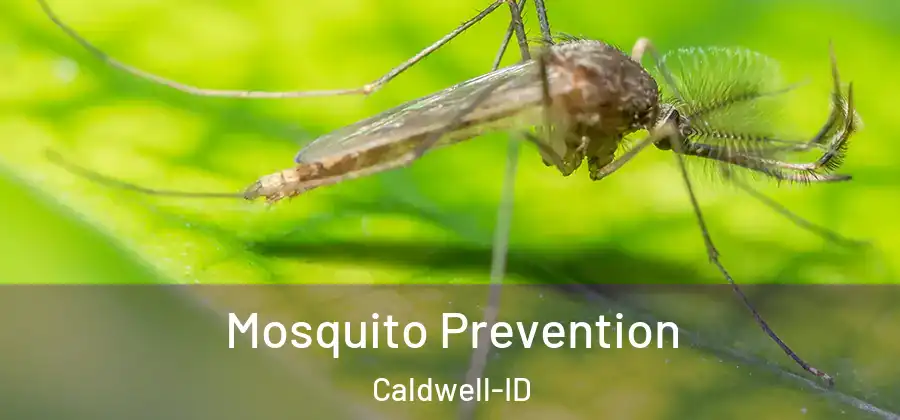  Mosquito Prevention Caldwell-ID