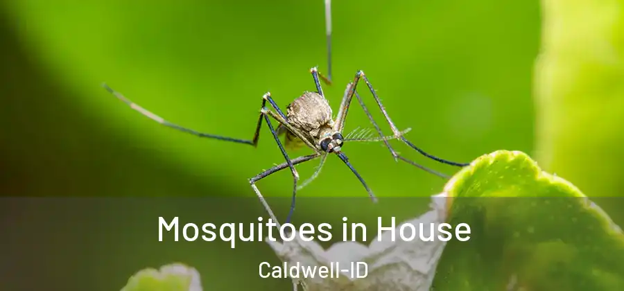  Mosquitoes in House Caldwell-ID