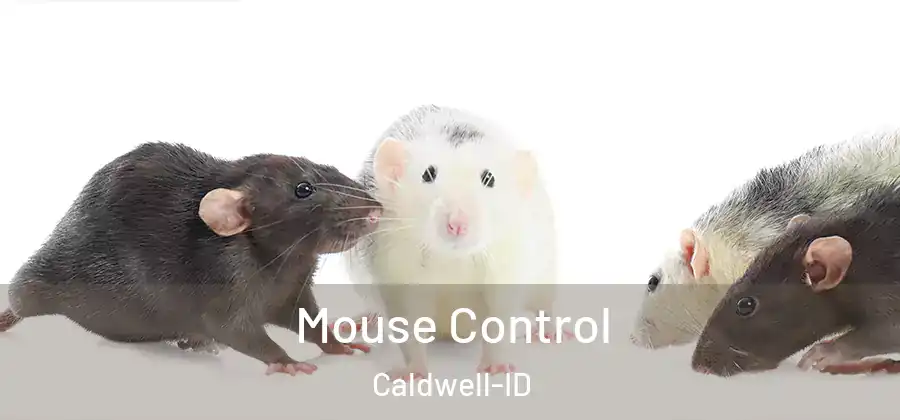  Mouse Control Caldwell-ID