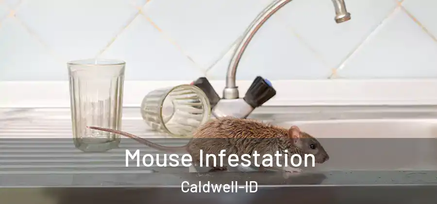 Mouse Infestation Caldwell-ID