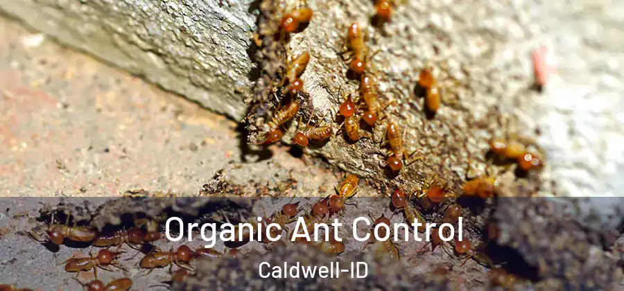  Organic Ant Control Caldwell-ID