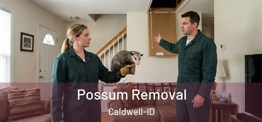  Possum Removal Caldwell-ID
