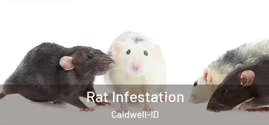  Rat Infestation Caldwell-ID