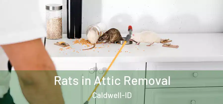  Rats in Attic Removal Caldwell-ID