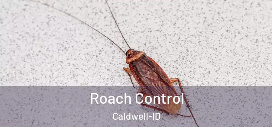 Roach Control Caldwell-ID