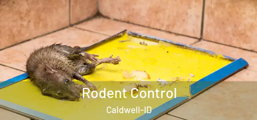  Rodent Control Caldwell-ID