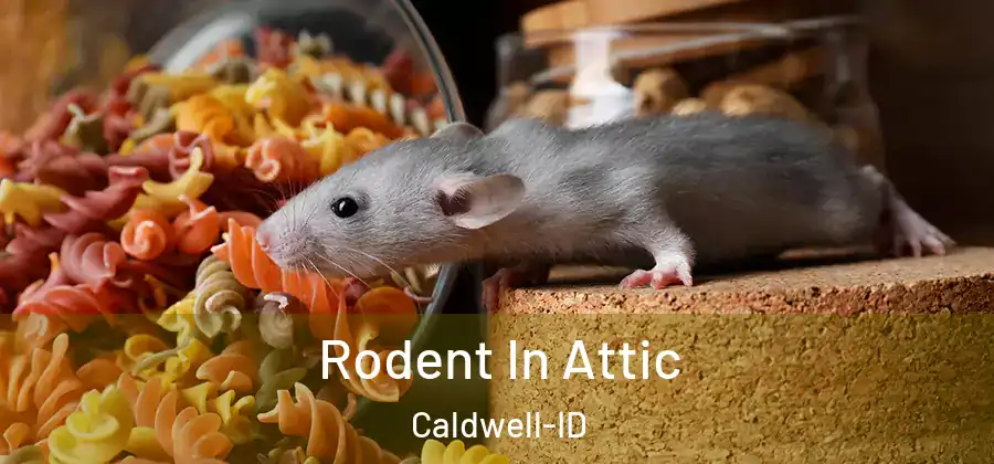  Rodent In Attic Caldwell-ID
