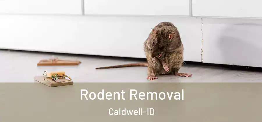  Rodent Removal Caldwell-ID