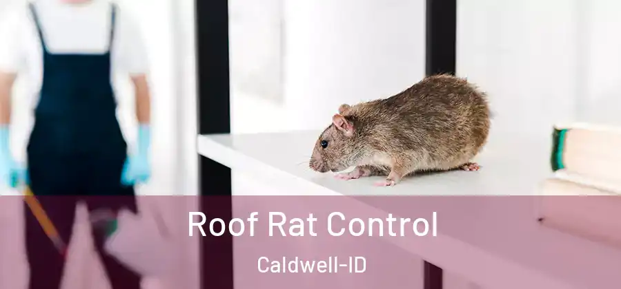  Roof Rat Control Caldwell-ID