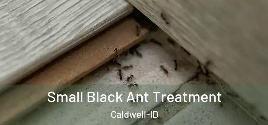  Small Black Ant Treatment Caldwell-ID