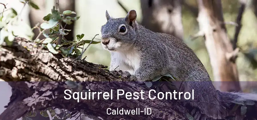  Squirrel Pest Control Caldwell-ID