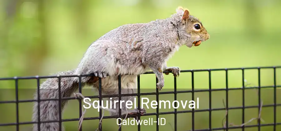  Squirrel Removal Caldwell-ID