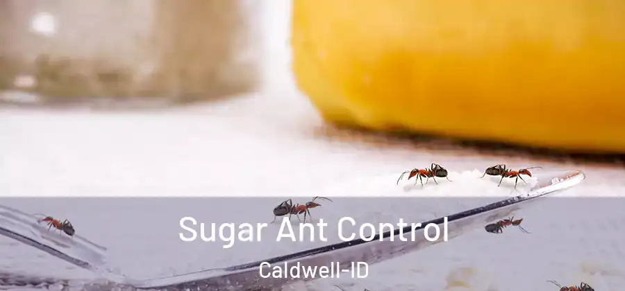 Sugar Ant Control Caldwell-ID