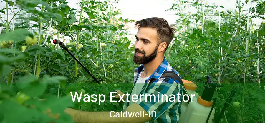  Wasp Exterminator Caldwell-ID