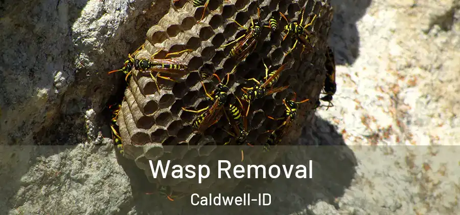  Wasp Removal Caldwell-ID