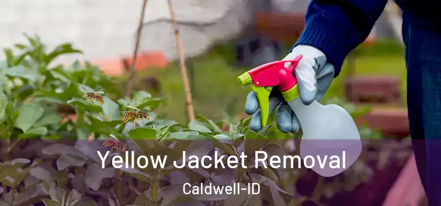  Yellow Jacket Removal Caldwell-ID